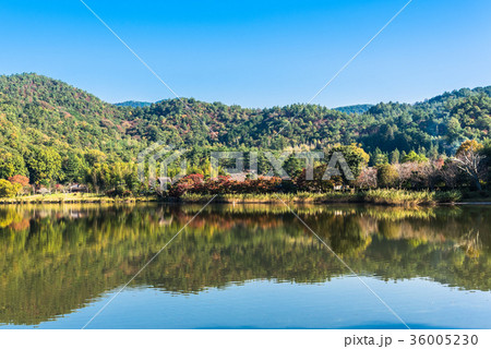 秋の京都　広沢池 36005230