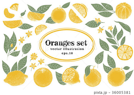 Set of hand drawn citrus illustrations, whole and 36005381