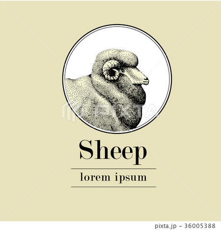 Sheep, logo template, vector hand drawn Sheep, logo template, vector hand drawn 36005388