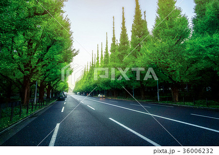 Beautiful road with trees on sideroad 36006232