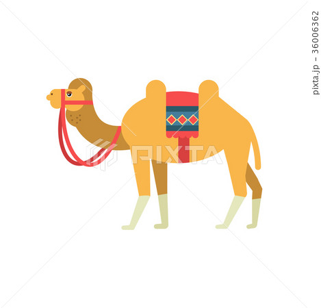 Camel whit saddle and cover on the back, two 36006362