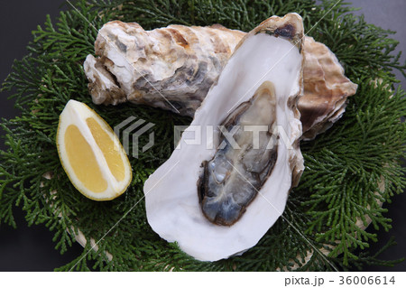 牡蠣 牡蠣 36006614