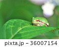 紫陽花の葉で休むカエル 36007154