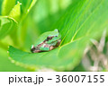 紫陽花の葉で休むカエル 36007155