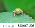 紫陽花の葉で休むカエル 36007156