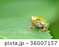 紫陽花の葉で休むカエル 36007157