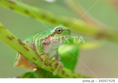 紫陽花の茎につかまるカエル 36007426