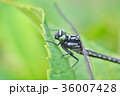 紫陽花の葉にとまるトンボのアップ 36007428