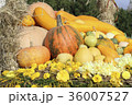 Image of autumn 36007527