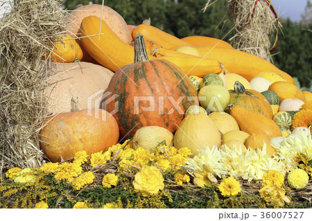 Image of autumn 36007527