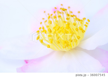 サザンカ・鳴海潟 サザンカ・鳴海潟 36007545