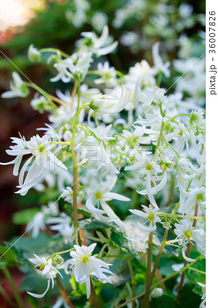 大文字草・白糸の滝 36007826