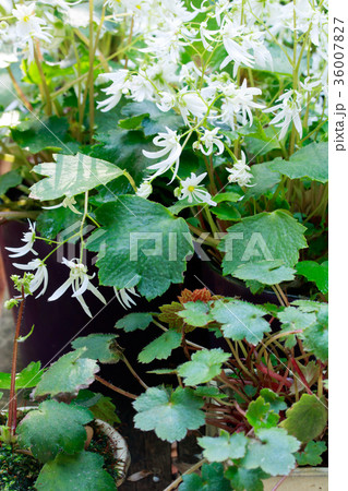 大文字草・白糸の滝 36007827