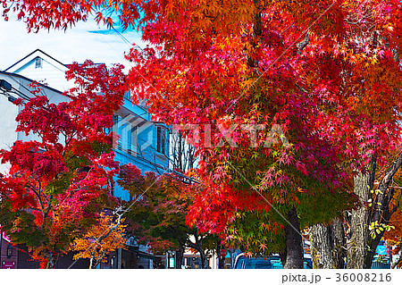 旧軽井沢の紅葉 36008216