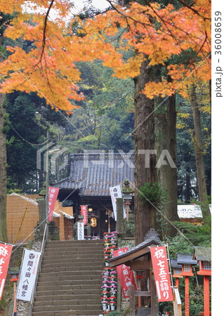 間々田八幡宮の秋 間々田八幡宮の秋 36008659