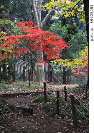 間々田八幡宮の秋 間々田八幡宮の秋 36008663
