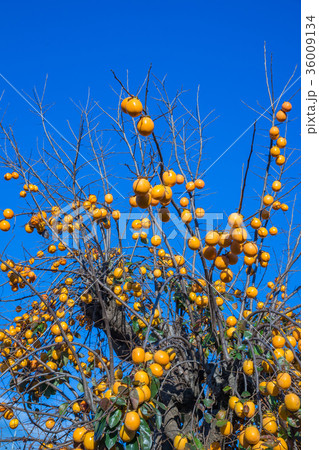 紅葉の秋 紅葉の秋 36009134