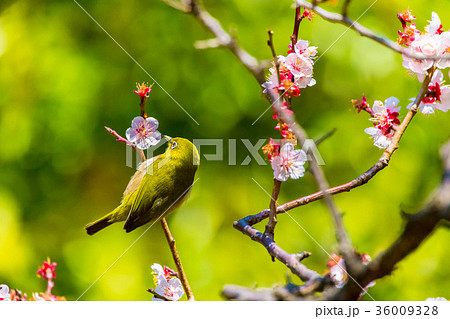 メジロ　白梅 36009328