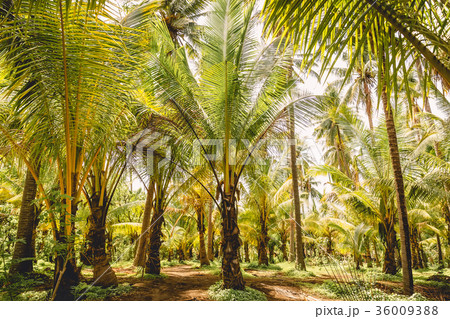Coconut palms in tropical island. Forest of palms Coconut palms in tropical island. Forest of palms 36009388