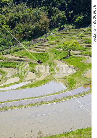 大山千枚田 36009656