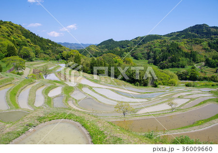 大山千枚田 36009660