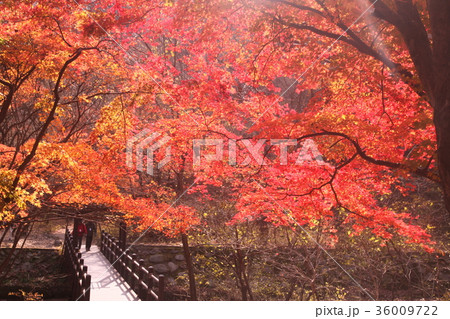 楓 カエデ メープル 36009722