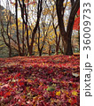 楓 カエデ メープル 36009733