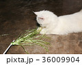 little white Persian cat is playing with plastic 36009904