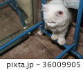 White Persian cat is standing on blue metal bar 36009905