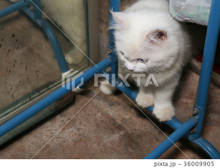 White Persian cat is standing on blue metal bar White Persian cat is standing on blue metal bar 36009905