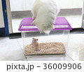 purple plastic cover cage which white Persian cat 36009906