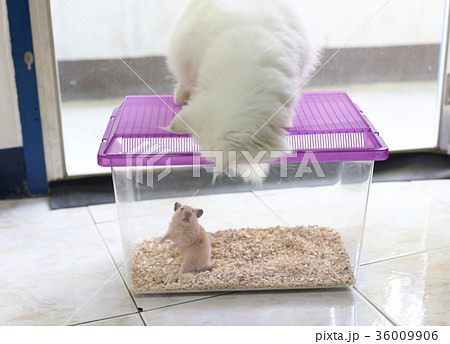 purple plastic cover cage which white Persian cat purple plastic cover cage which white Persian cat 36009906