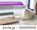 White Persian cat is lying next to cage 36009908
