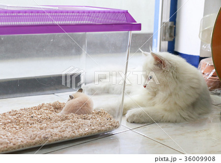 White Persian cat is lying next to cage 36009908