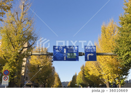 八王子　甲州街道銀杏並木 36010669