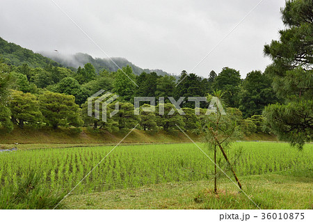 修学院離宮 田園風景 修学院離宮 田園風景 36010875