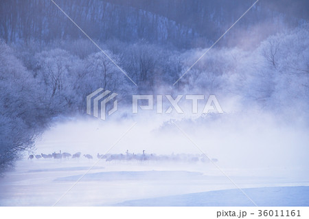 日の出前のタンチョウのねぐら（北海道） 36011161