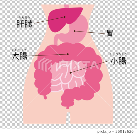 肝臓　胃　大腸　小腸　名称 36012626
