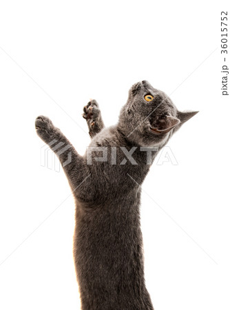 British cat British cat 36015752