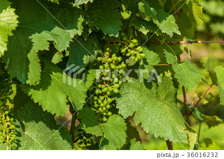 vineyards in Georgia vineyards in Georgia 36016232