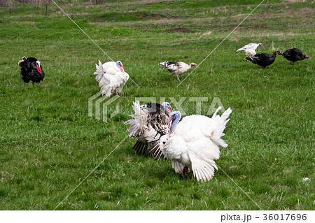turkey or gobbler grazing on a green grass turkey or gobbler grazing on a green grass 36017696