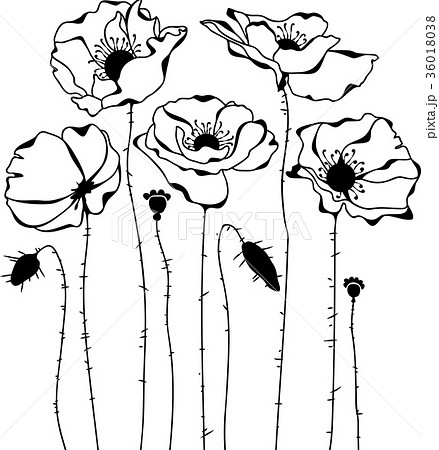 Poppies silhouette on white background Poppies silhouette on white background 36018038