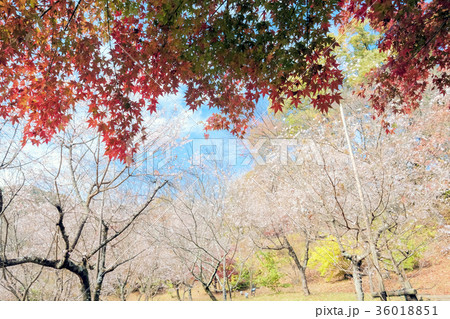 紅葉と冬桜１ 36018851