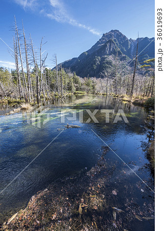 晩秋の上高地・岳沢湿原と六百山 36019693