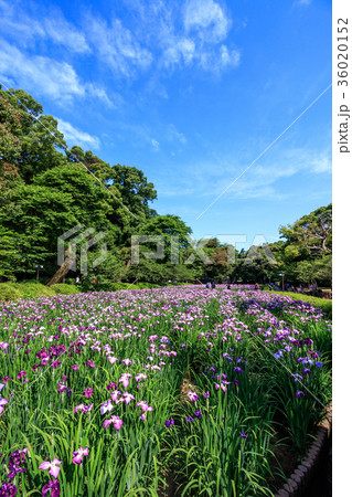 花菖蒲 36020152