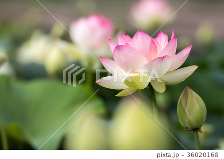 蓮の花 蓮の花 36020168