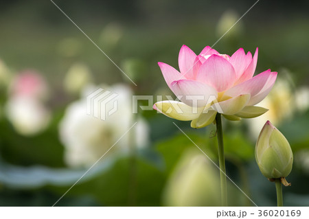 蓮の花 36020169