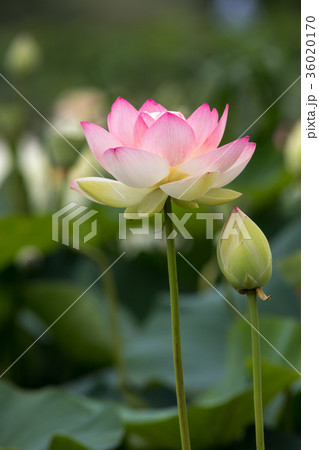 蓮の花 蓮の花 36020170