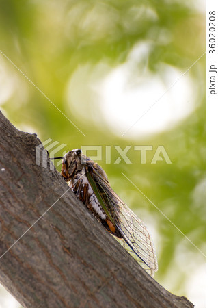 夏のセミ 夏のセミ 36020208