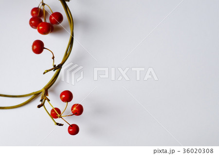 サンキライのドライ　ビビッド 36020308